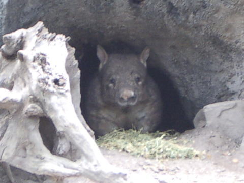 �E�H���o�b�g