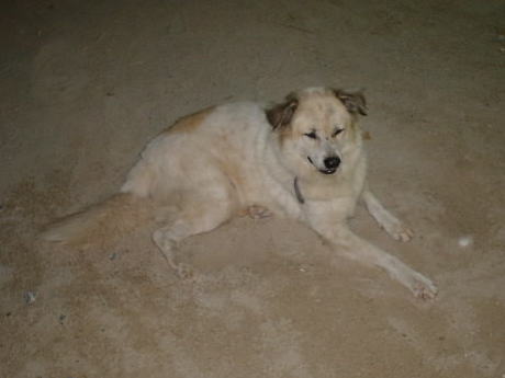 ��̃r�[�`���A�܂��������̂�