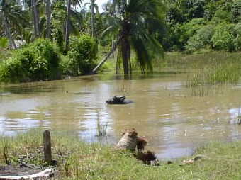 ��͂�o�t�̐�����