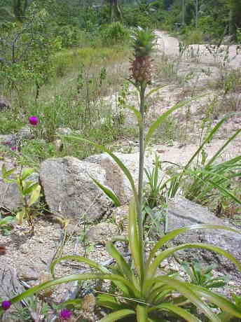 �p�C�i�b�v��